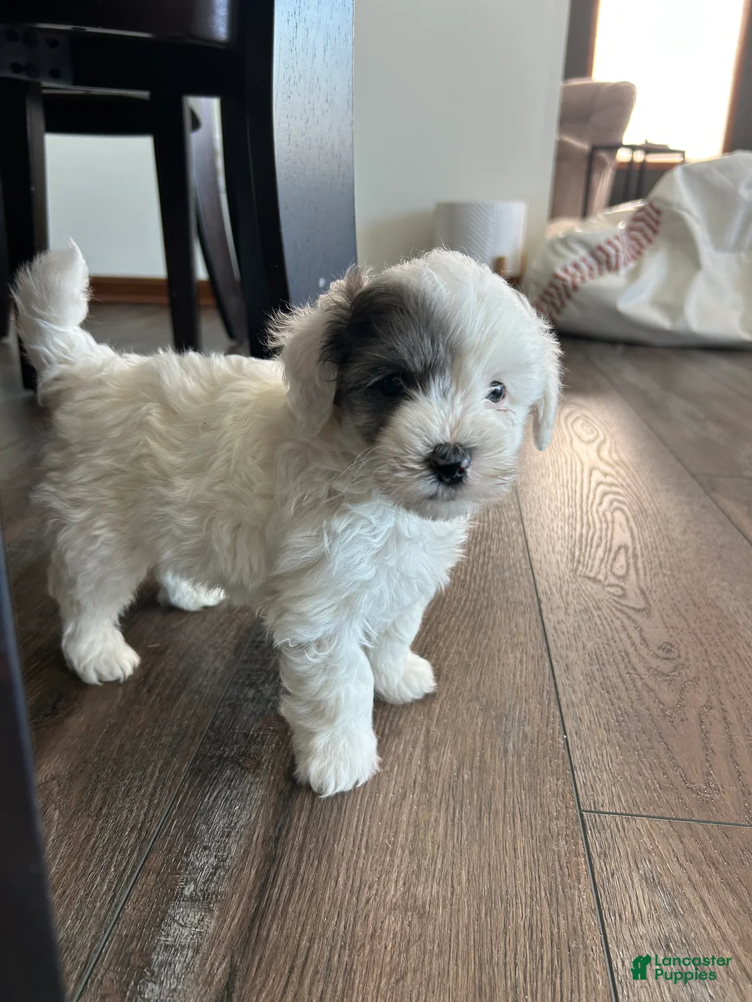 Mixed Breed dogs for sale: Scout - Ad 7