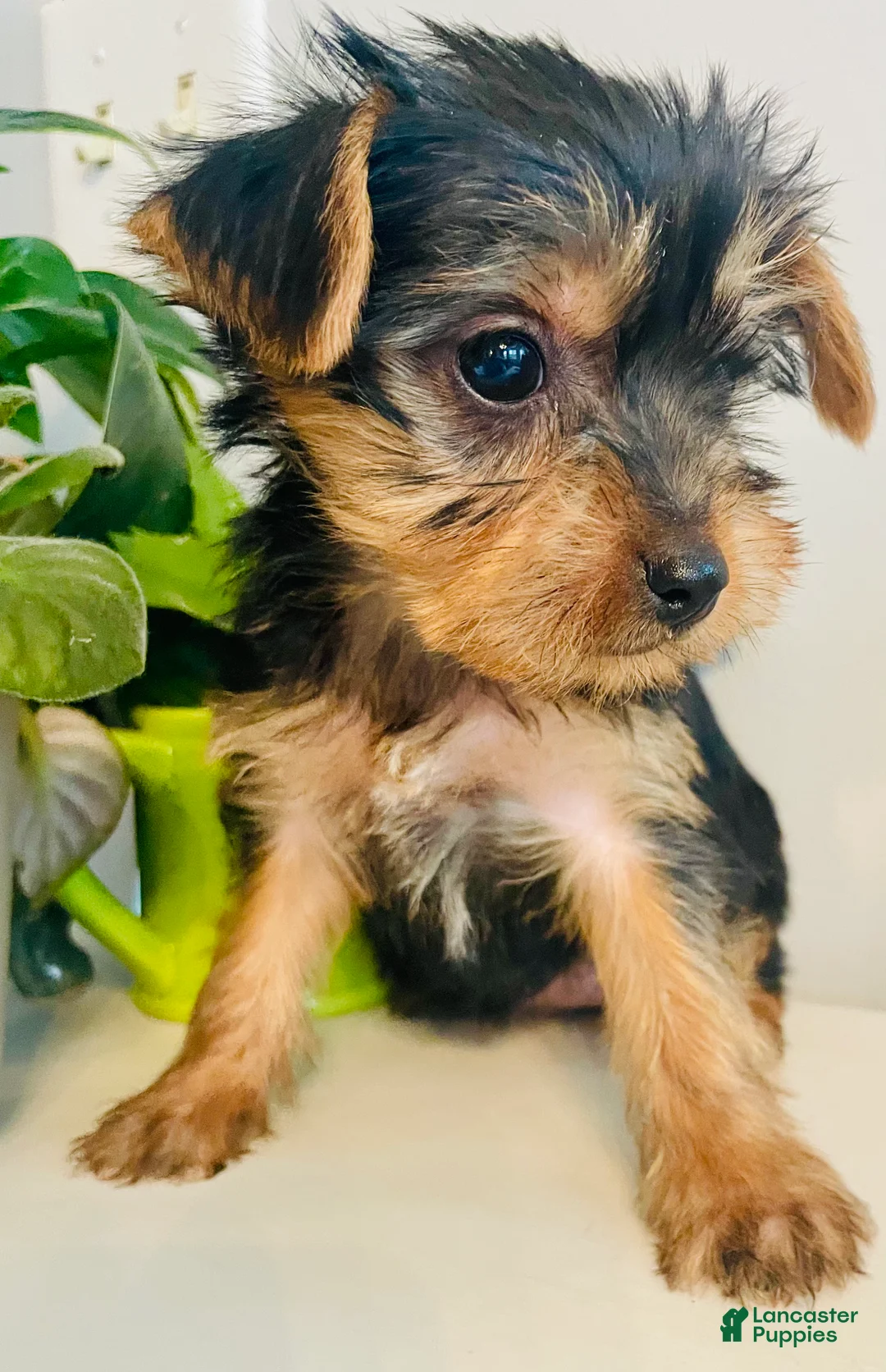 Yorkshire Terrier dogs for sale: Yorkshire Terrier Puppy 2 - Ad 2