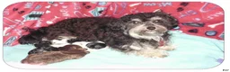 Maltipoo dogs for sale: Peggy Sue - Ad 6