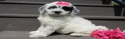 Sheepadoodle dogs for sale: Brooke-MEDIUM - Ad 1