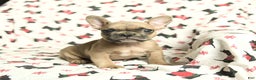 French Bulldog dogs for sale: Minnie - Ad 3