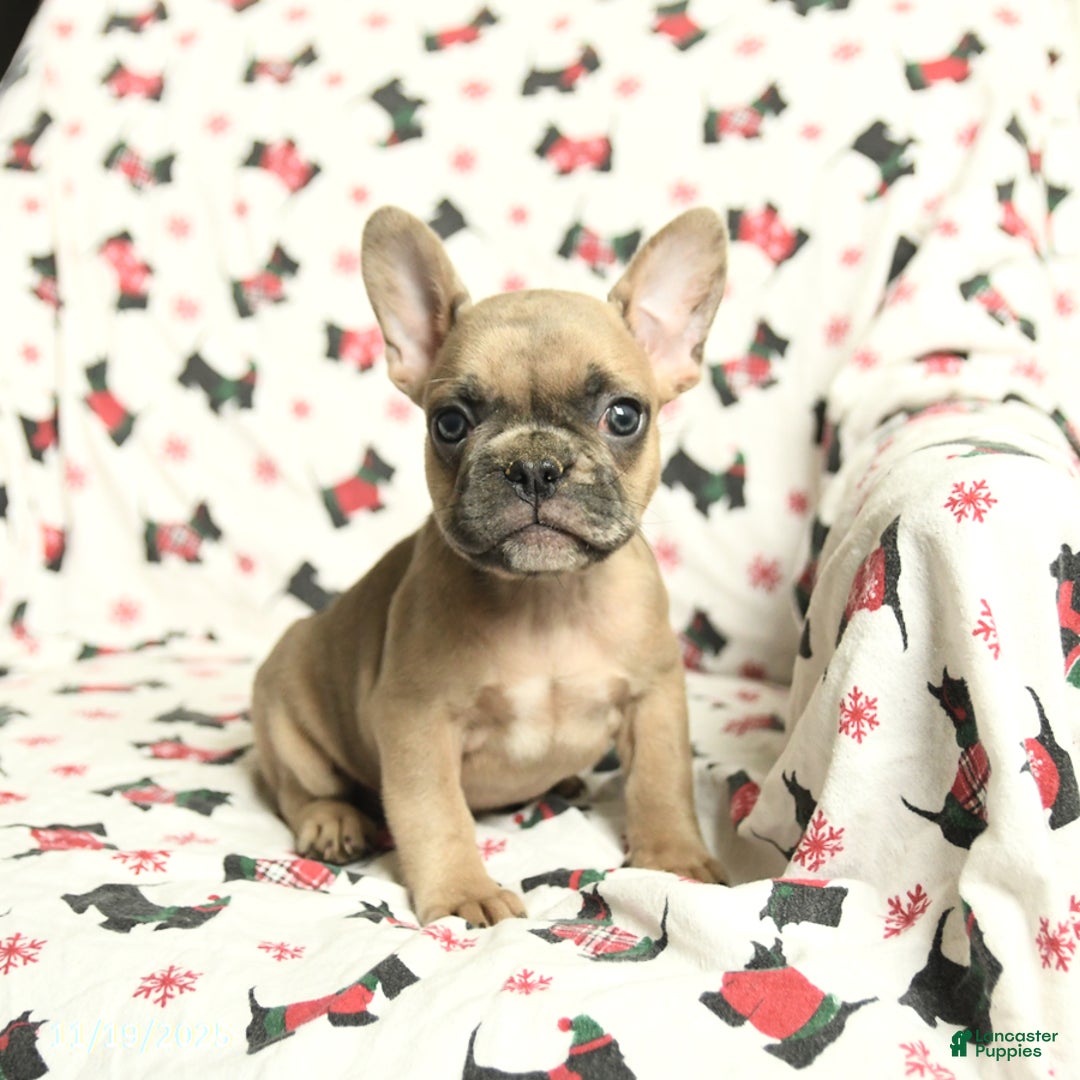 French Bulldog dogs for sale: Minnie - Ad 3