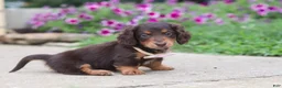 Miniature Dachshund dogs for sale: Olivia - Ad 3