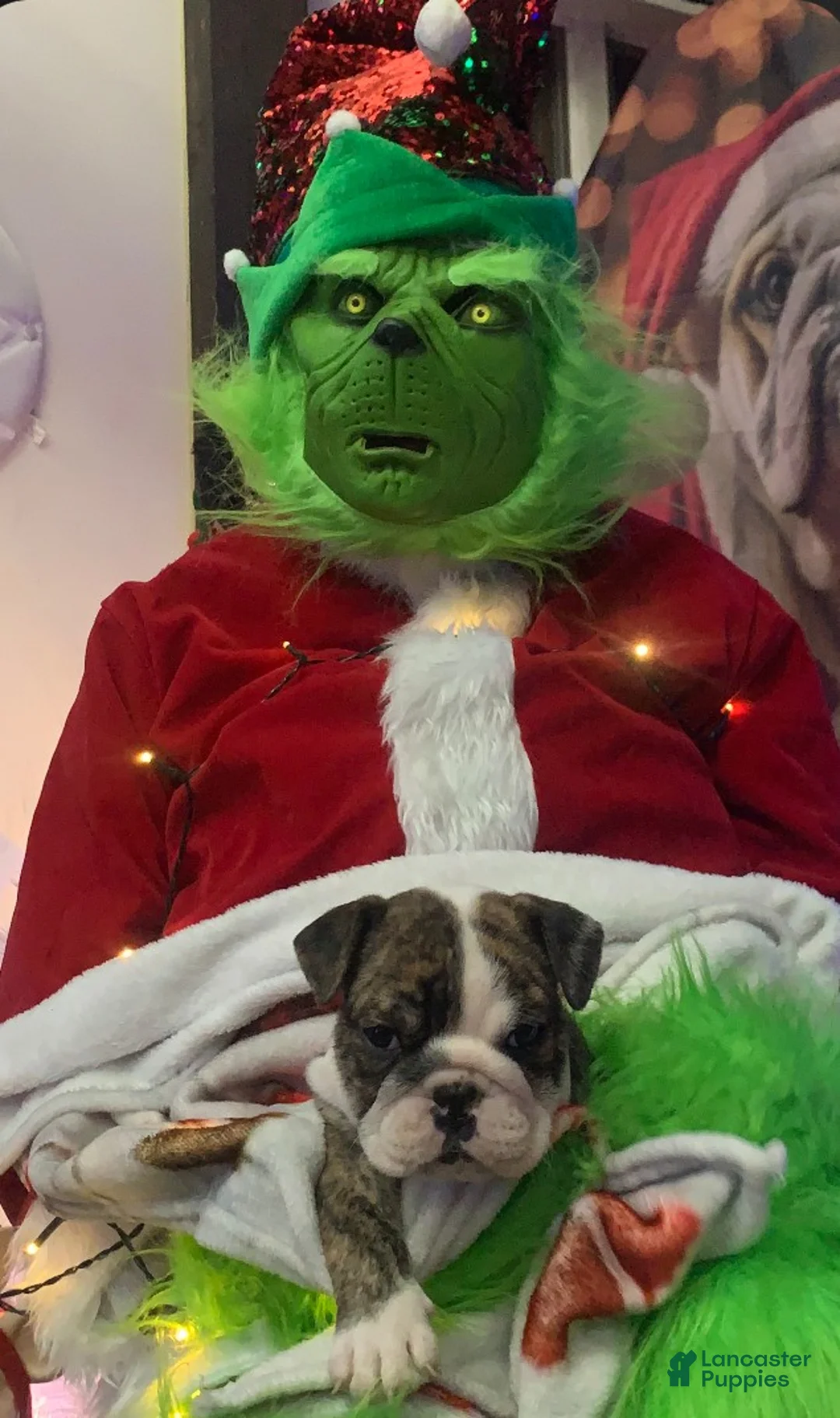 English Bulldog dogs for sale: Hershey  - Ad 4