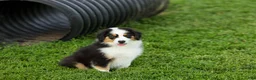 Miniature Australian Shepherd dogs for sale: Ladon Miniature Australian Shepherd Puppy  - Ad 2