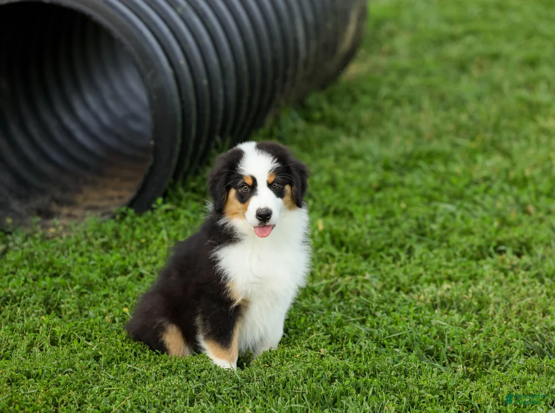 Miniature Australian Shepherd dogs for sale: Ladon Miniature Australian Shepherd Puppy  - Ad 2
