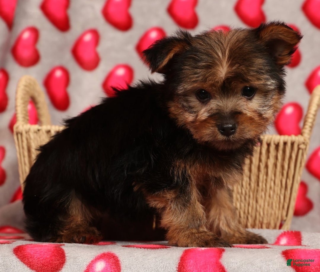 Yorkshire Terrier dogs for sale: Buddy - Ad 8