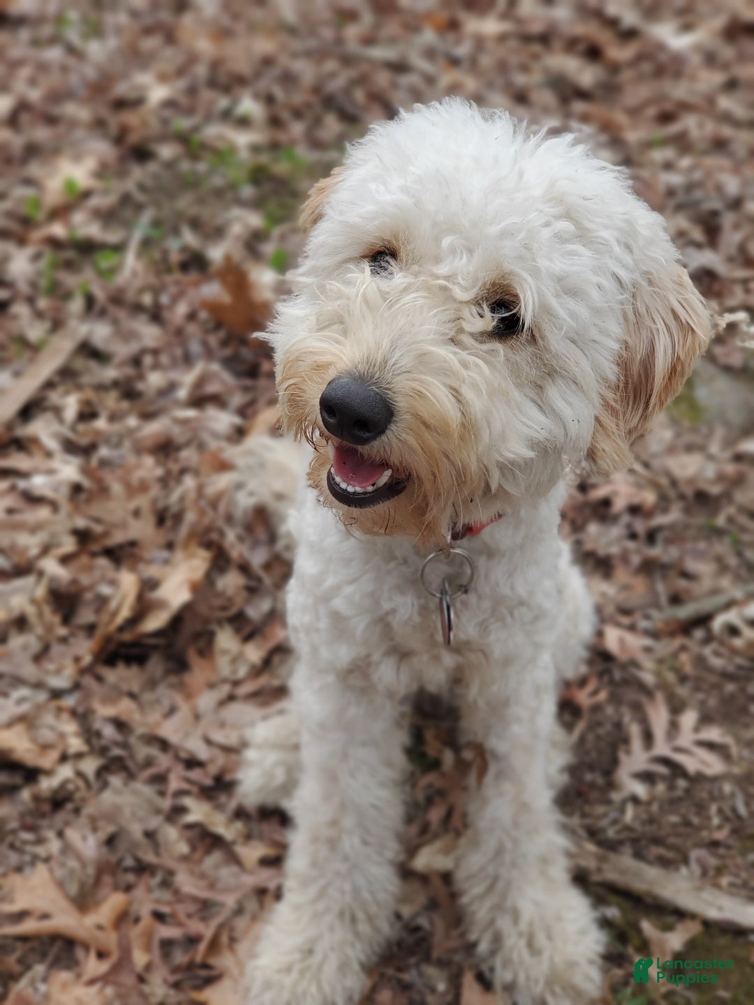 Mini Goldendoodle dogs for sale: Sparky - Ad 4