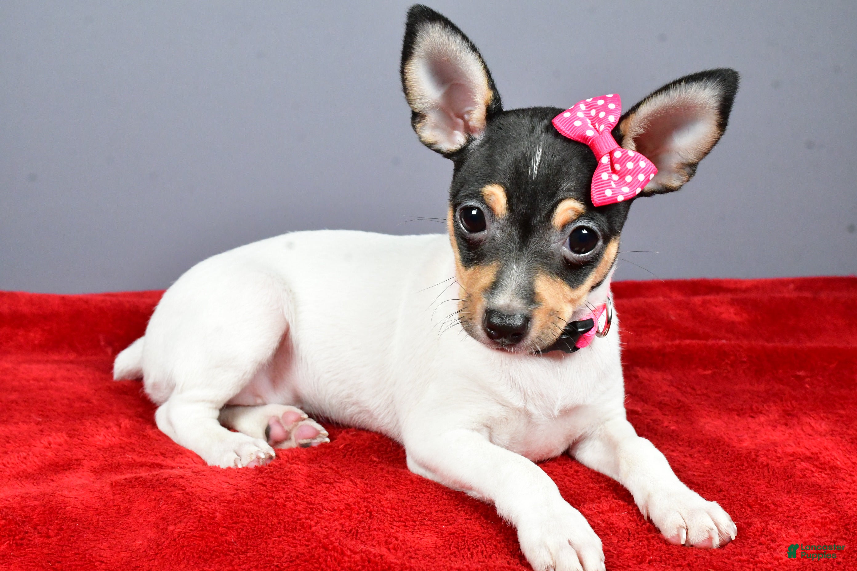 Toy Fox Terrier dogs Lexi - Ad 10
