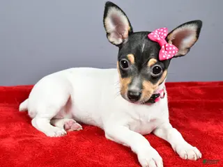 Toy Fox Terrier dogs Lexi - Ad 15