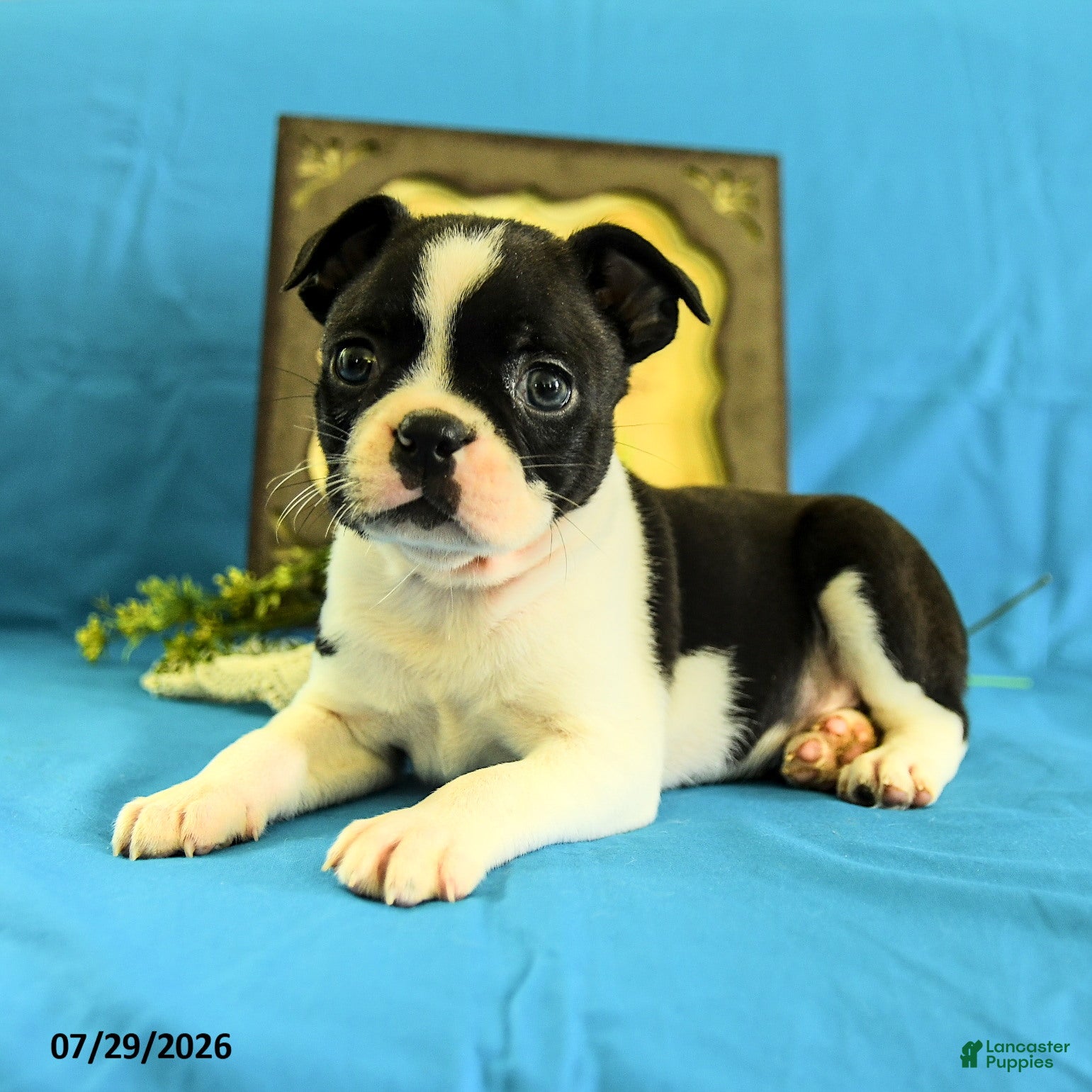 Boston Terrier dogs Ziggy - Ad 2