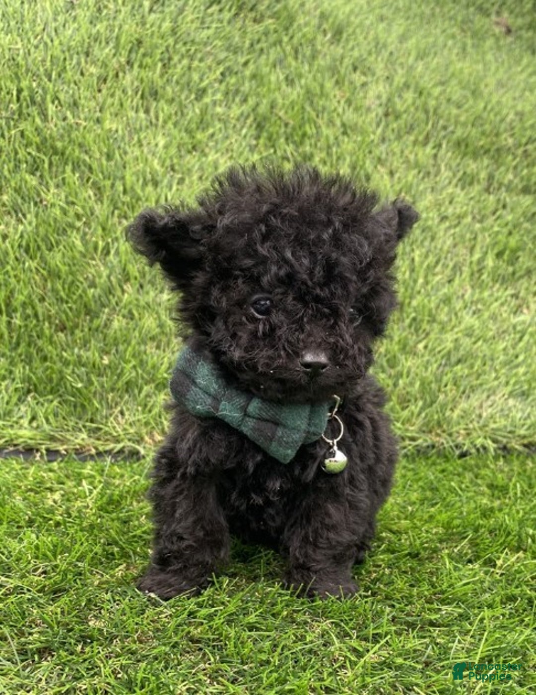 Toy Poodle dogs for sale: Toy Poodle Puppy 1 - Ad 4