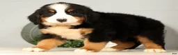 Bernese Mountain Dog dogs for sale: Roxie - Ad 5