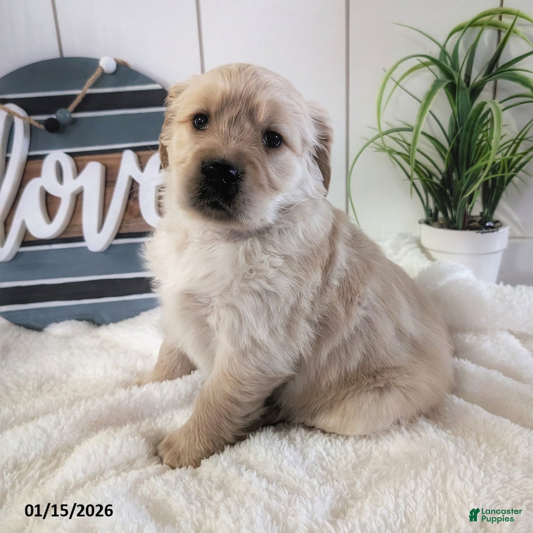 Golden Retriever dogs for sale: Willa - Ad 5