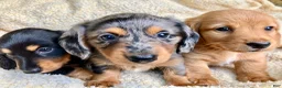 Miniature Dachshund dogs for sale: CHEESE CHEESE AND MORE CHEESE - Ad 13