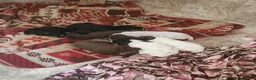 German Shorthaired Pointer dogs for sale: German Shorthaired Pointer 4 - Ad 7