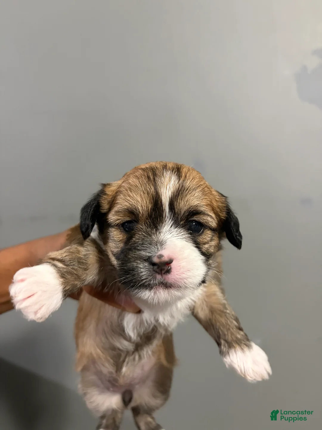 Shih Tzu dogs for sale: Muffin - Ad 2