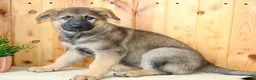 German Shepherd dogs for sale: Paula - Ad 5