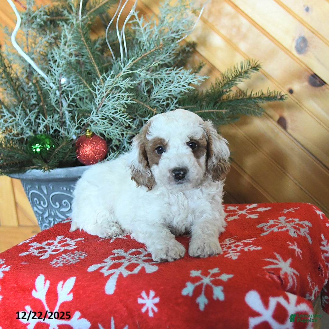 Mini Goldendoodle dogs for sale: Sully - Ad 5