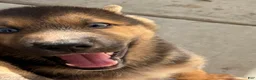 Gerberian Shepsky dogs for sale: Mila  - Ad 6