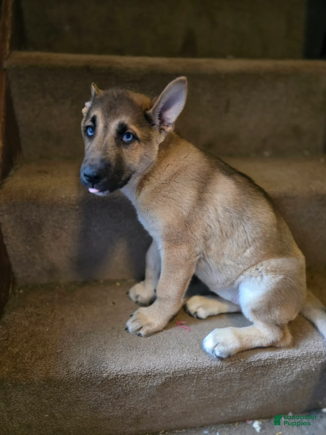 Gerberian Shepsky dogs for sale: Pepper - Ad 2