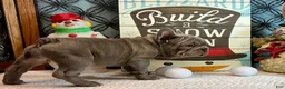 French Bulldog dogs for sale: River  - Ad 9