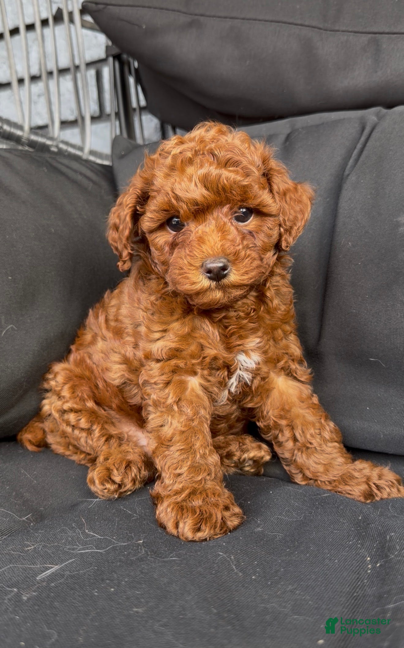 Toy Poodle dogs Colby - Ad 2