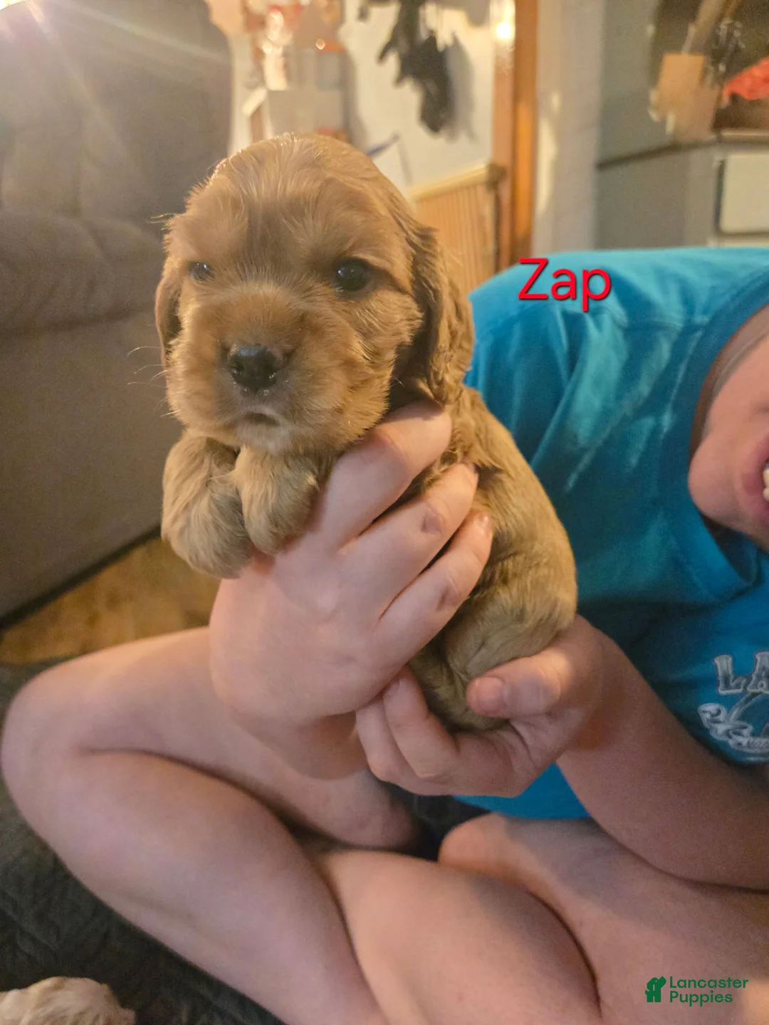 Cocker Spaniel dogs for sale: Zapp - Ad 2