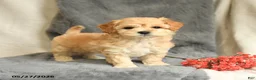 Maltipoo dogs for sale: Snoopy - Ad 1