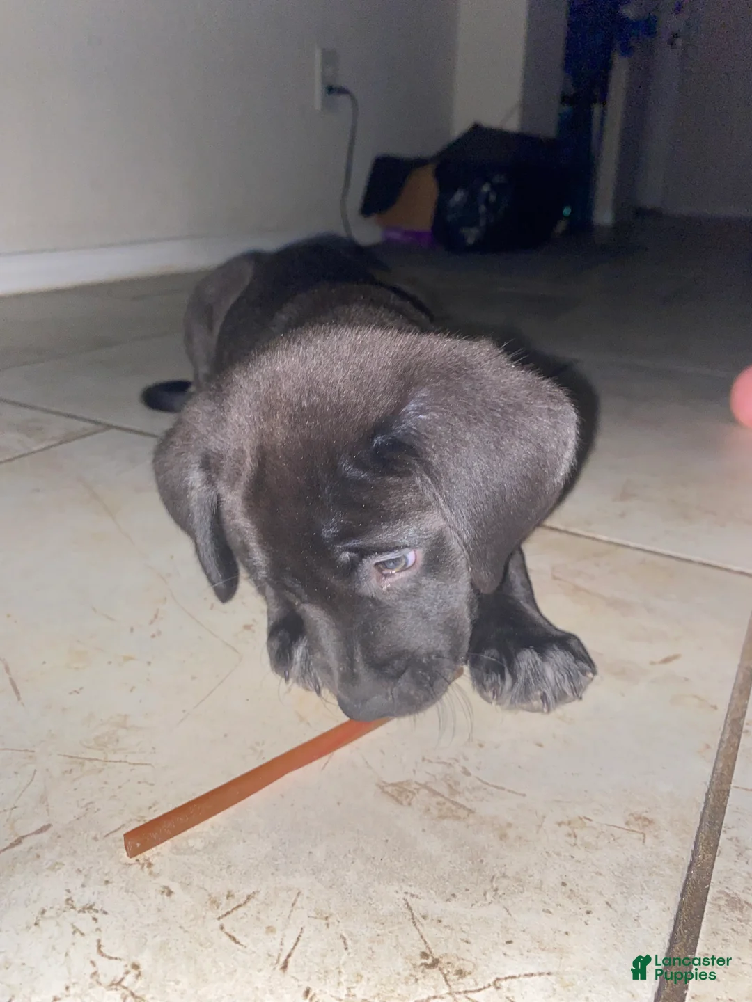 Mixed Breed dogs for sale: Aura  - Ad 5