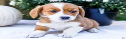 Mixed Breed dogs for sale: Buddy - Ad 3