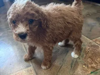 Bernedoodle dogs mini Bernedoodle Puppy 3 yellow - Ad 26