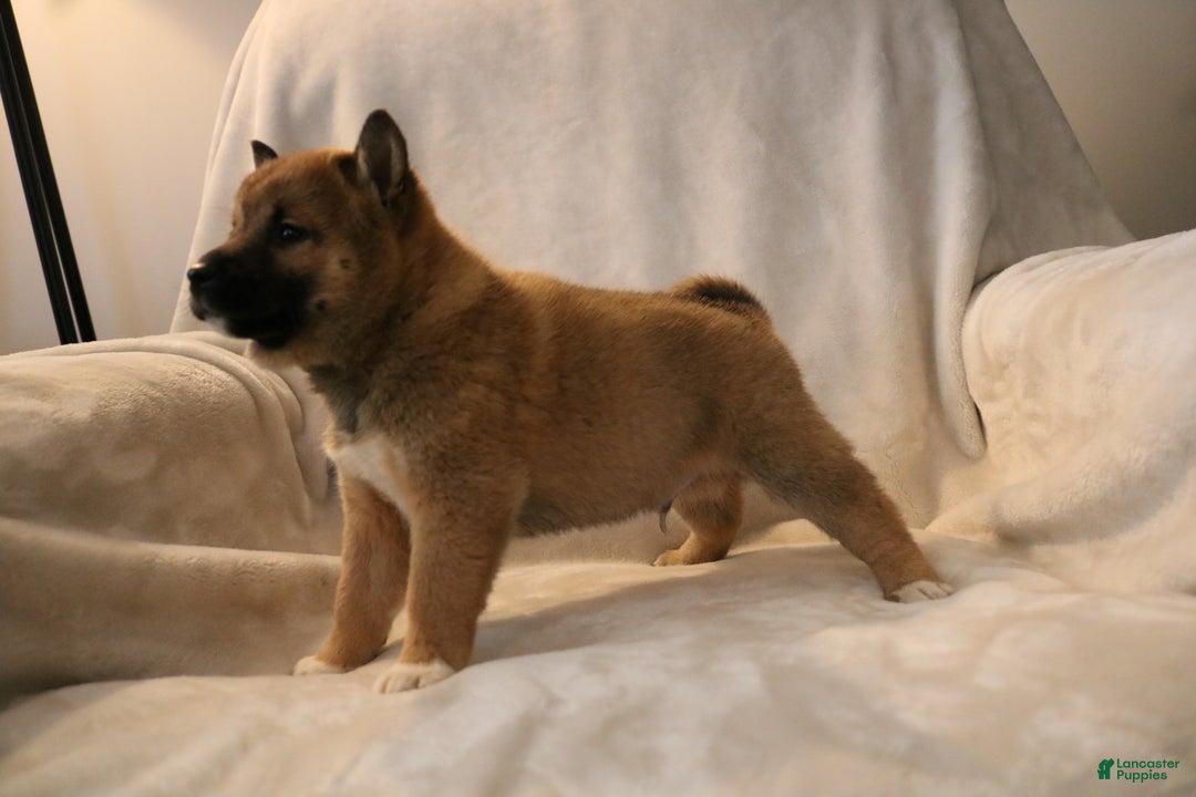 Shiba Inu dogs for sale: Sammy  - Ad 7