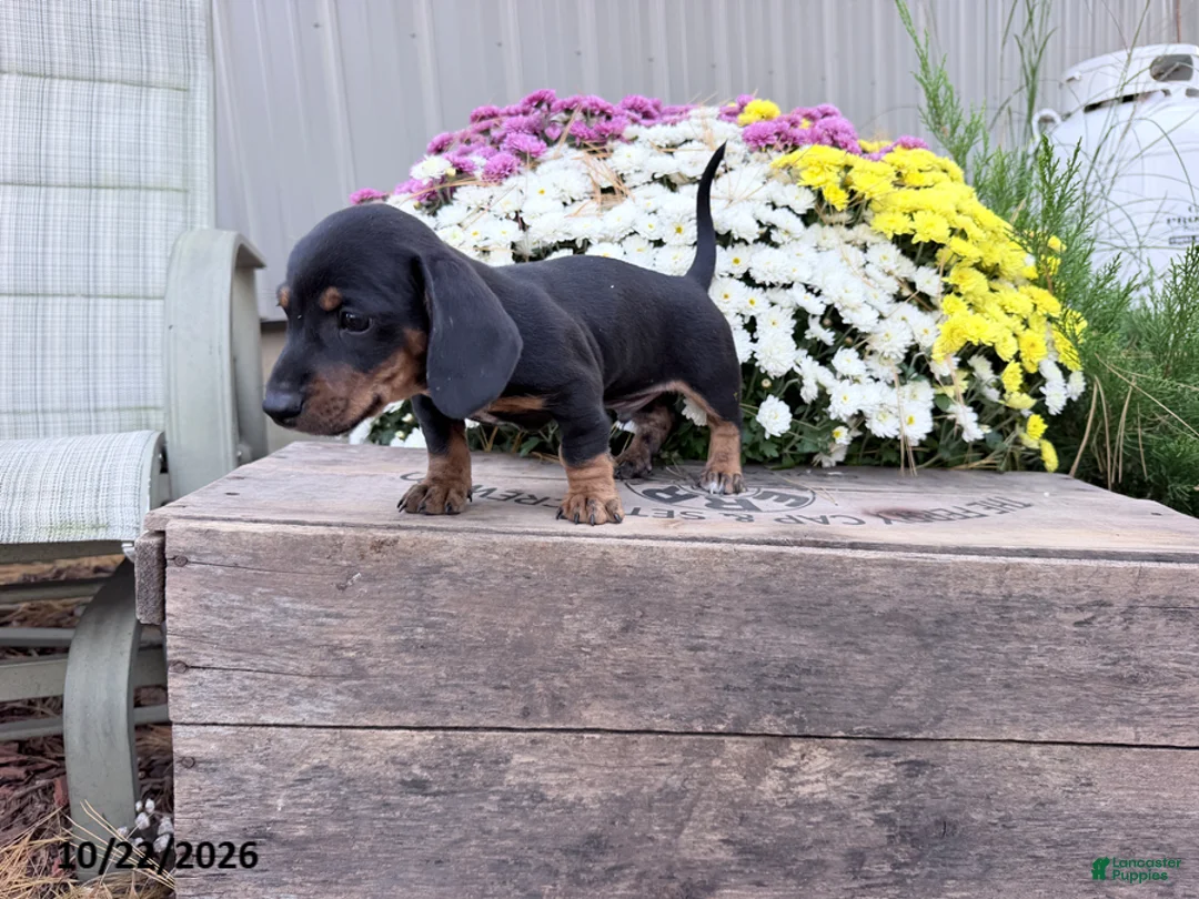 Miniature Dachshund dogs for sale: Dusty - Ad 3