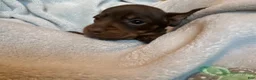 Miniature Dachshund dogs for sale: Maggie  - Ad 6