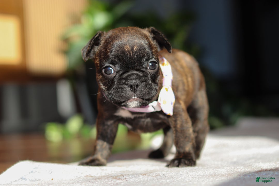French Bulldog dogs for sale: Shiloh - Ad 9