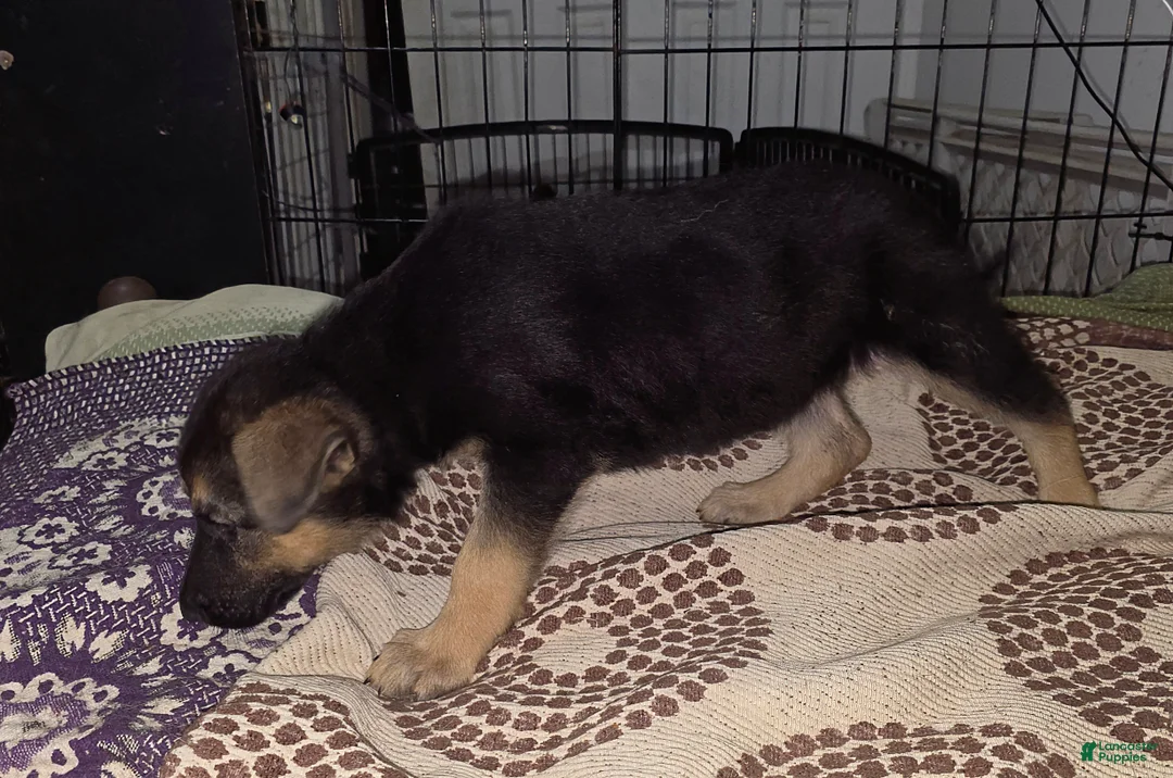 German Shepherd dogs for sale: Nova (10) - Ad 8