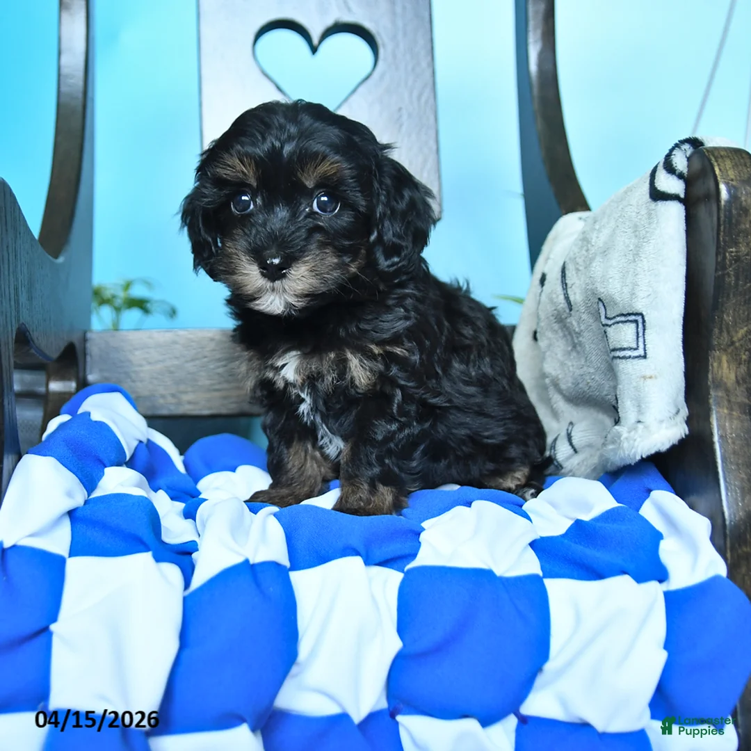 Havapoo dogs for sale: Sprinkle - Ad 1