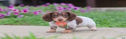 Miniature Dachshund dogs for sale: Chloe - Ad 4