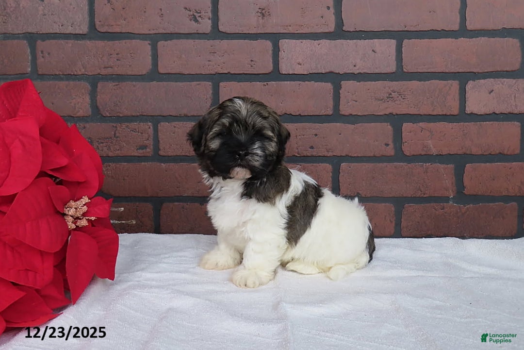 Havanese dogs for sale: Randy - Ad 3
