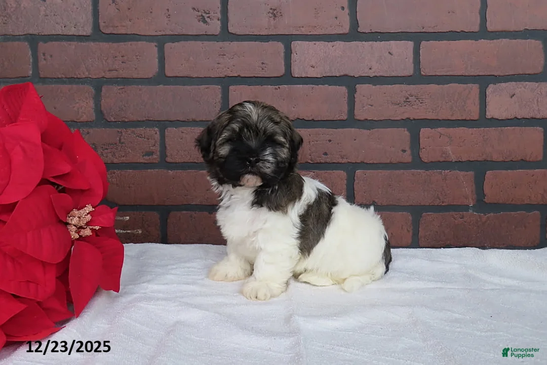 Havanese dogs for sale: Randy - Ad 3