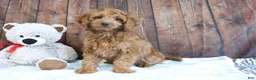 Mini Goldendoodle dogs for sale: April - Ad 6