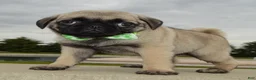 Pug dogs for sale: Pearl - Ad 7