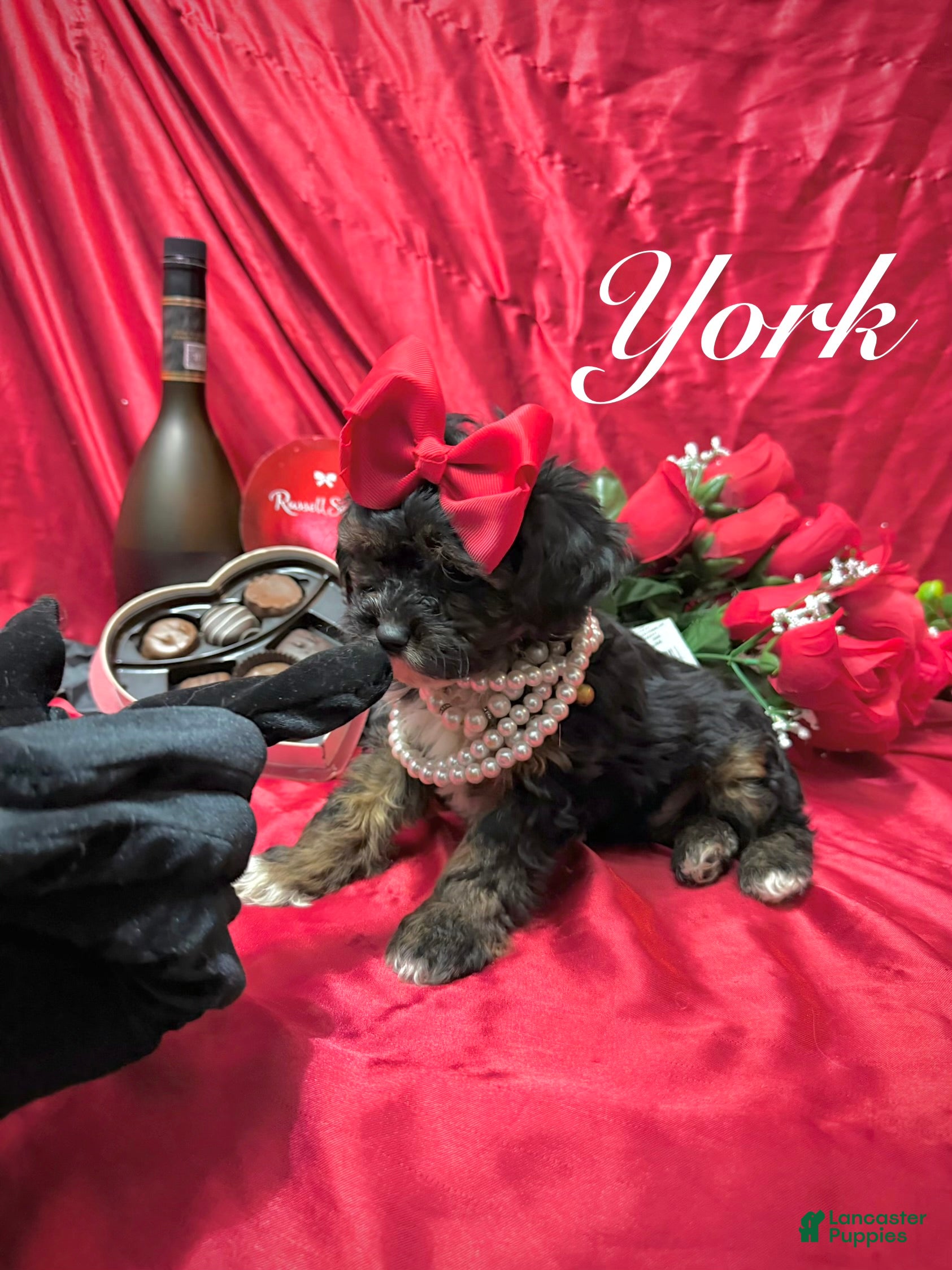 Yorkiepoo dogs York - Ad 29