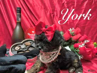 Yorkiepoo dogs York - Ad 29