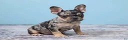 French Bulldog dogs for sale: Buddy Boy - Ad 4
