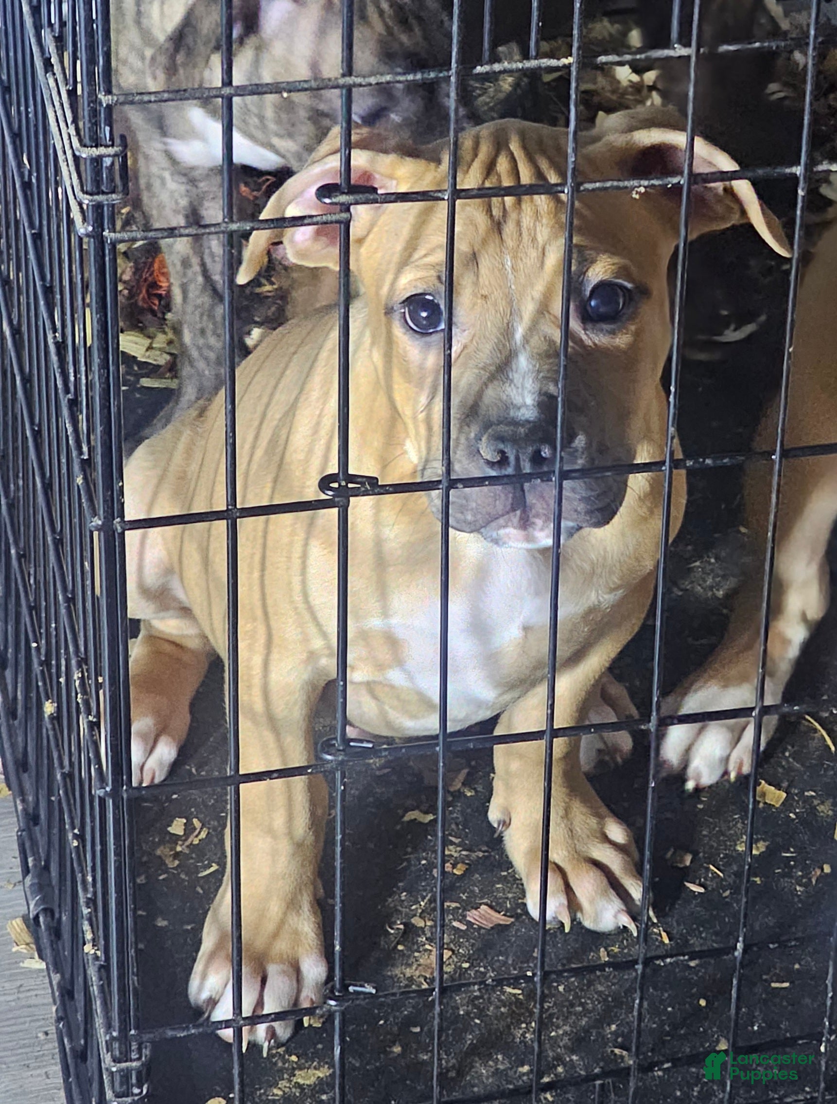 American Pit Bull Terrier dogs Rowdy - Ad 37