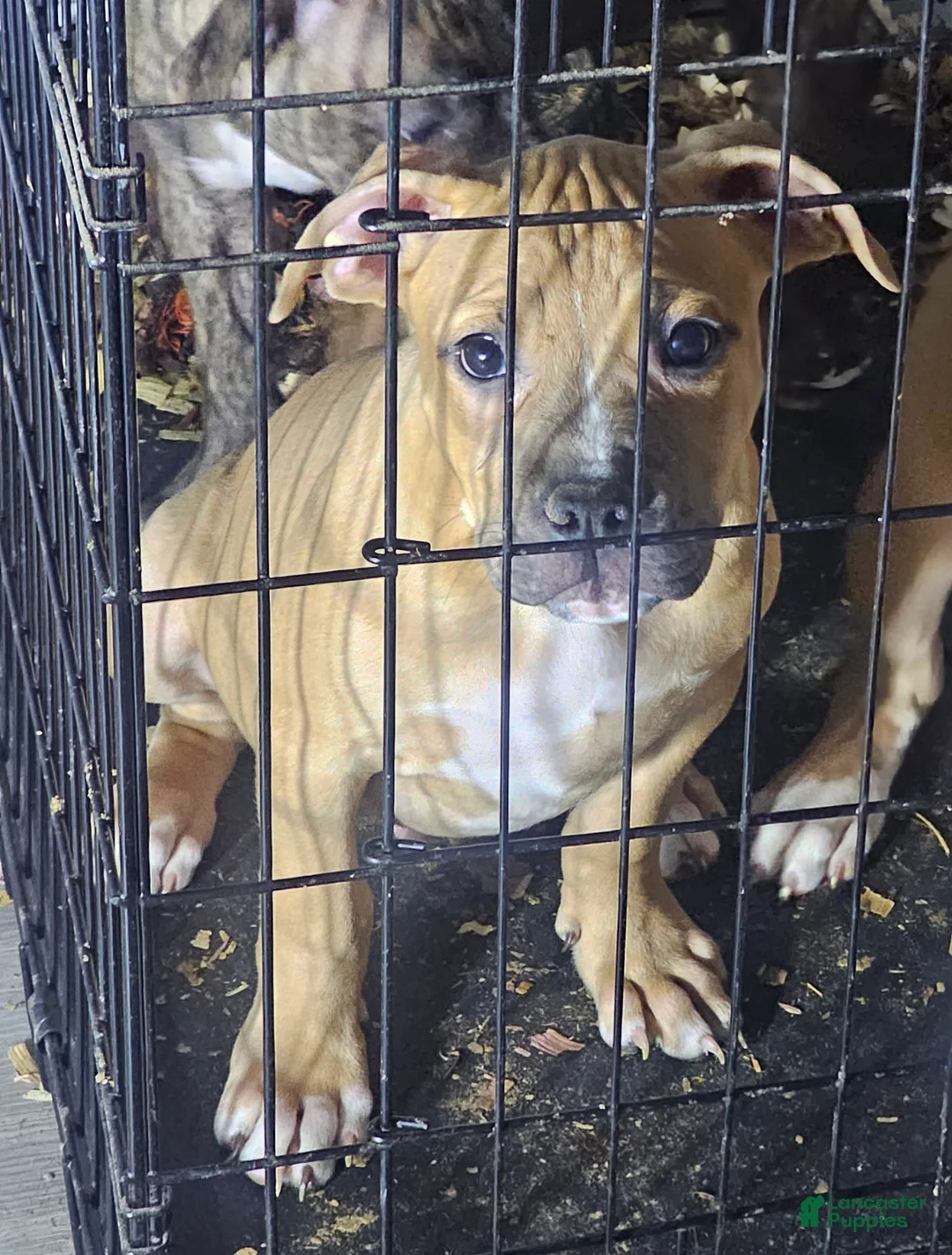 American Pit Bull Terrier dogs for sale: Rowdy - Ad 1