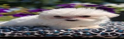 Maltese dogs for sale: Talia - Ad 10