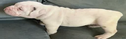 Beabull dogs for sale: Frankie - Ad 5